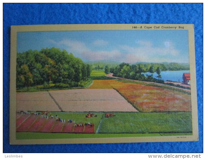 Cape Cod, Massachusetts, Cranberry Bog. - Cape Cod