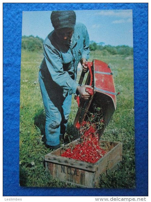 Picking Cranberries On Cape Cod, Massachusetts - Cape Cod