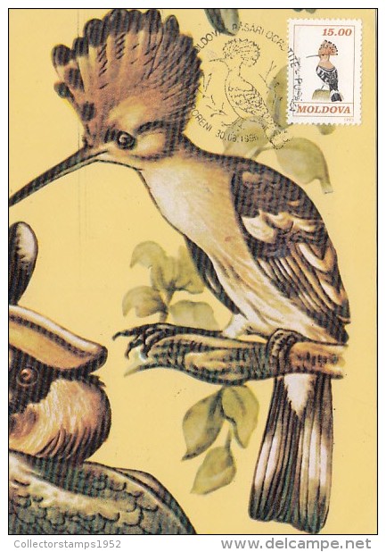 10522- BIRDS, HOOPOE, MAXIMUM CARD, 1996, MOLDOVA - Specht- & Bartvögel