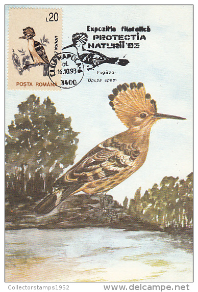 10524- BIRDS, HOOPOE, MAXIMUM CARD, 1993, ROMANIA - Piciformes (pájaros Carpinteros)