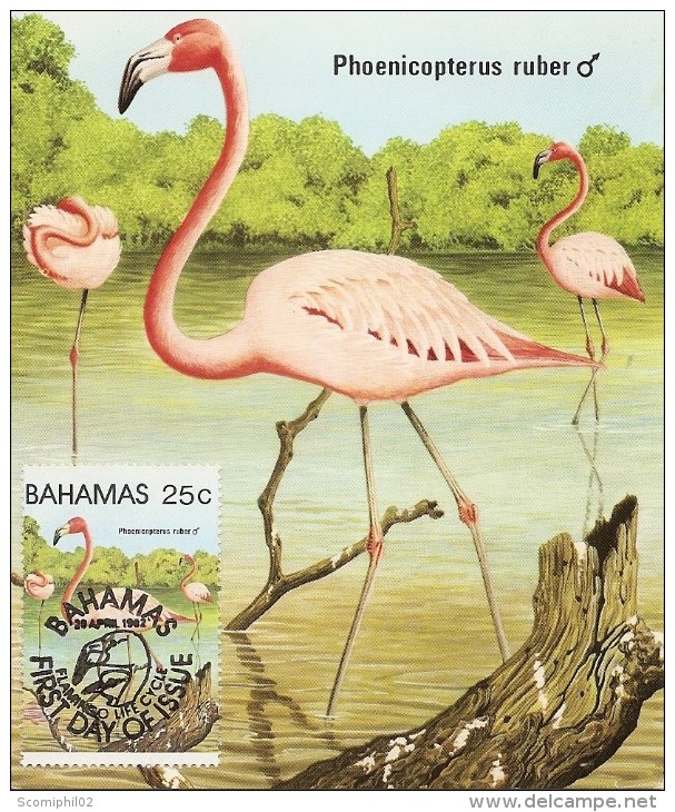 Flamants Roses ( CM Des Bahamas De 1982 à Voir) - Flamants