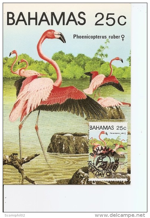 Flamants Roses ( CM Des Bahamas De 1982 à Voir) - Flamants