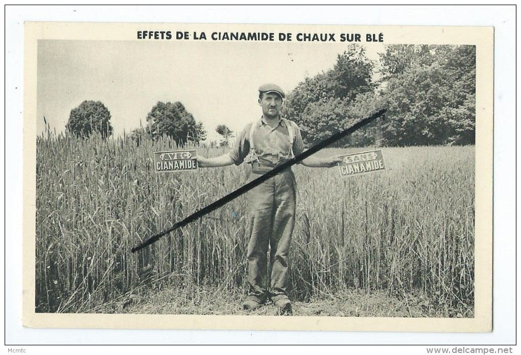 CPA - Effets De La Cianamide De Chaux Sur Blé - Agricole- - Cultures