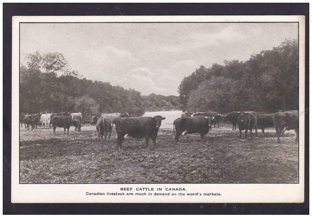 Old Card, Beef Cattle In Canada, S2. - Mucche