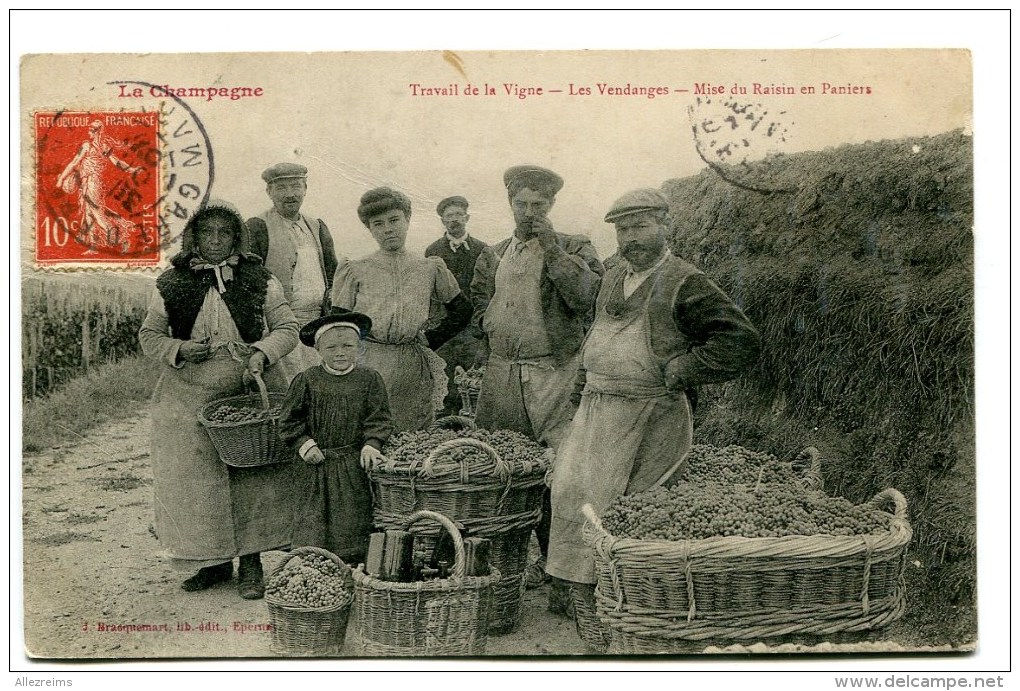 CPA  Champagne  :  Travail De La Vigne  Les Vendanges  Mise Du Raisin En Paniers   1907     VOIR   DESCRIPTIF  §§§ - Autres & Non Classés