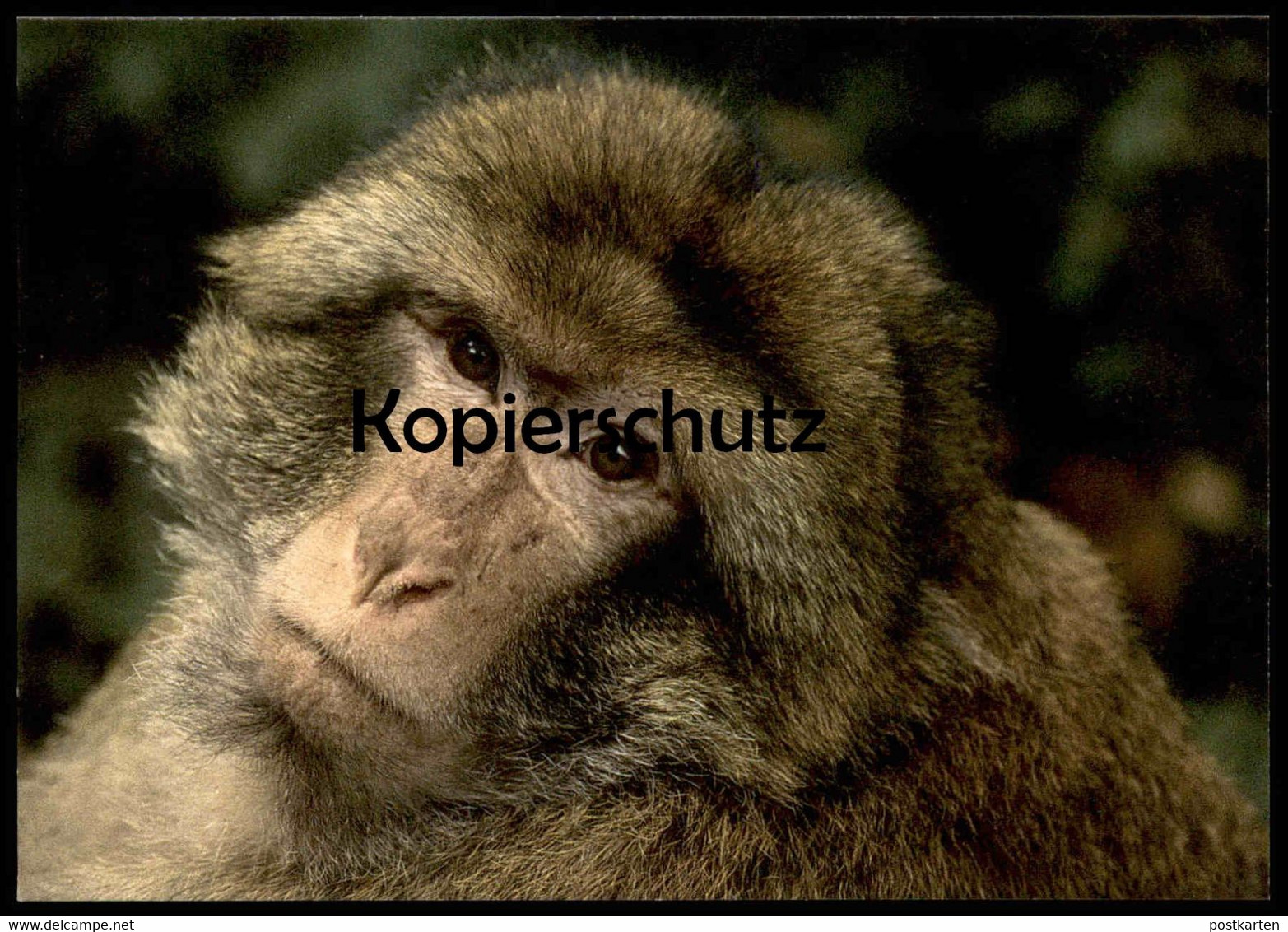 POSTKARTE BERBERAFFE MAKAKEN AFFE Barbary Ape Magot Monkey Macaque Tier Animal Ansichtskarte AK Cpa Postcard - Singes