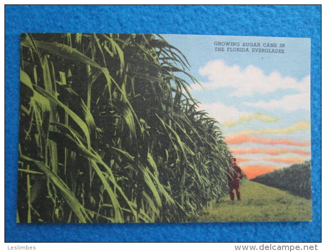 Growing Sugar Cane In The Florida Everglades - America