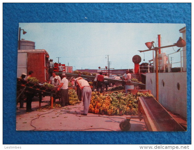 Unloading Bananas At Tampa, Florida - Tampa