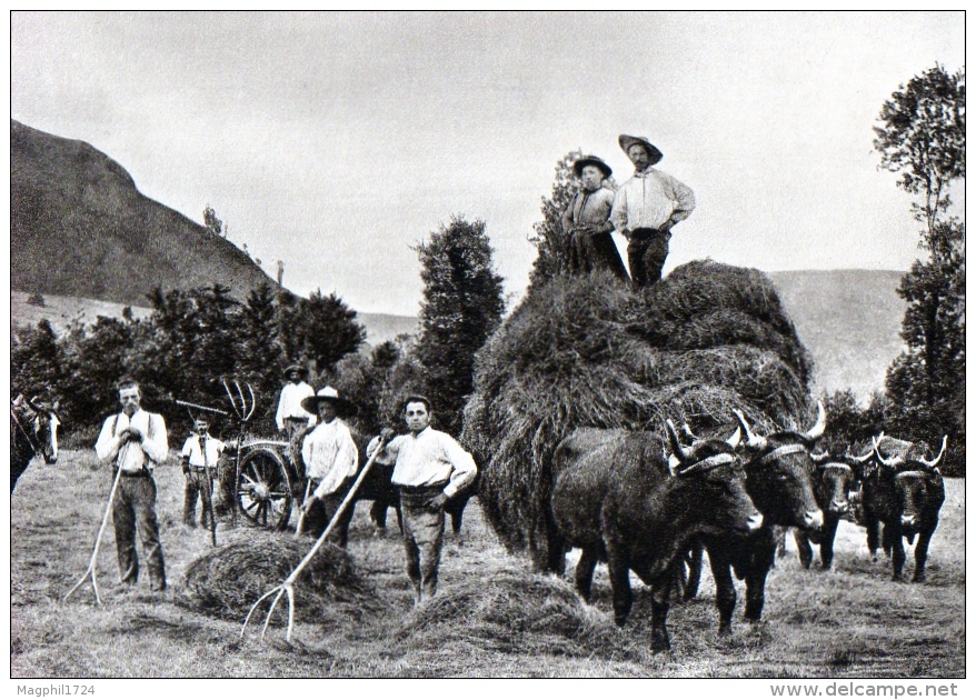 Cpa  (  63  Sepia )  En  Auvergne La  Fenaison - Auvergne Types D'Auvergne