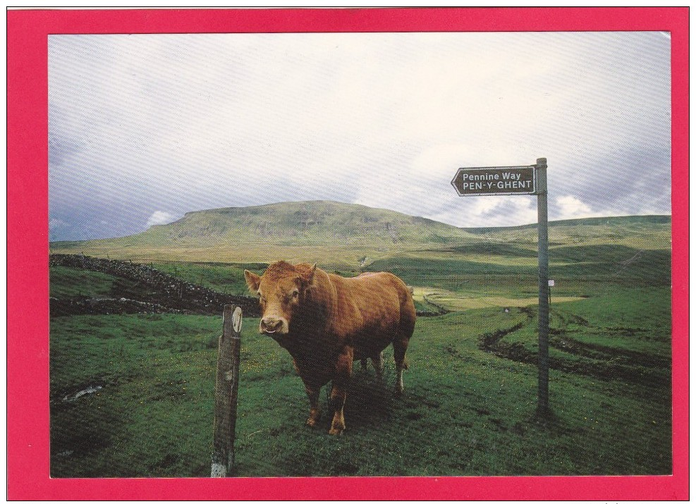 Postcard Of Cow, Bull On The Pennine Way, B3. - Cows