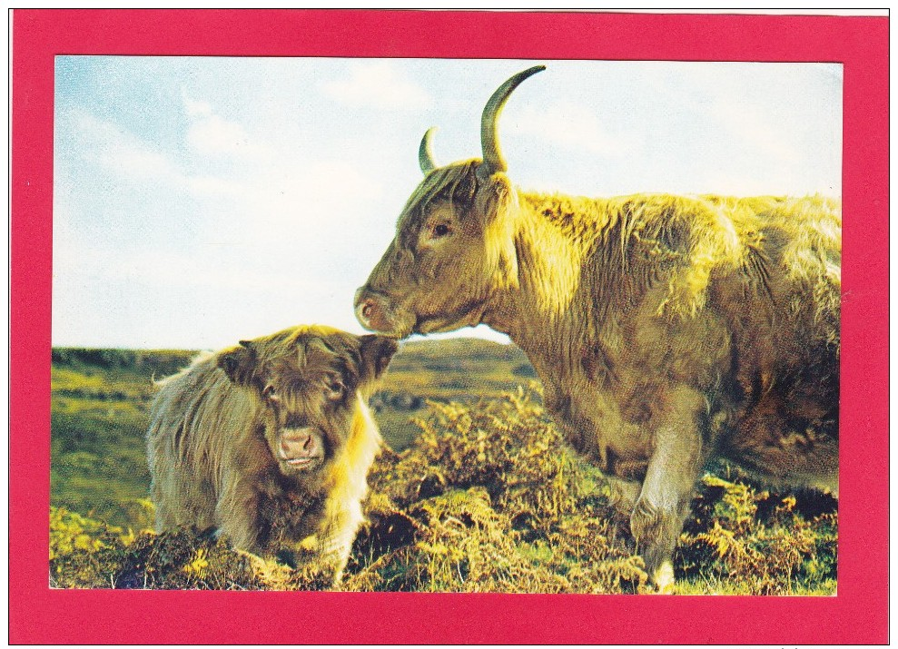 Postcard Of Cow, Highland Cow And Calf, Scotland, B3. - Cows