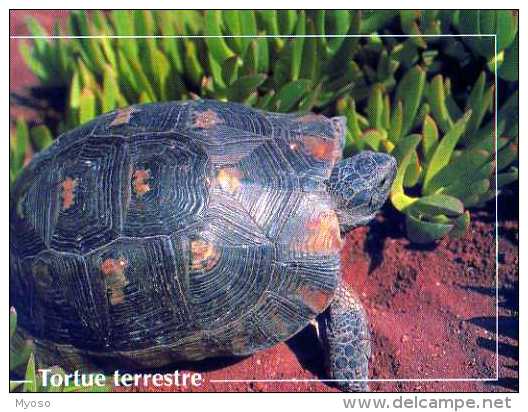 Tortue Terrestre, Pierron 1996 - Schildkröten