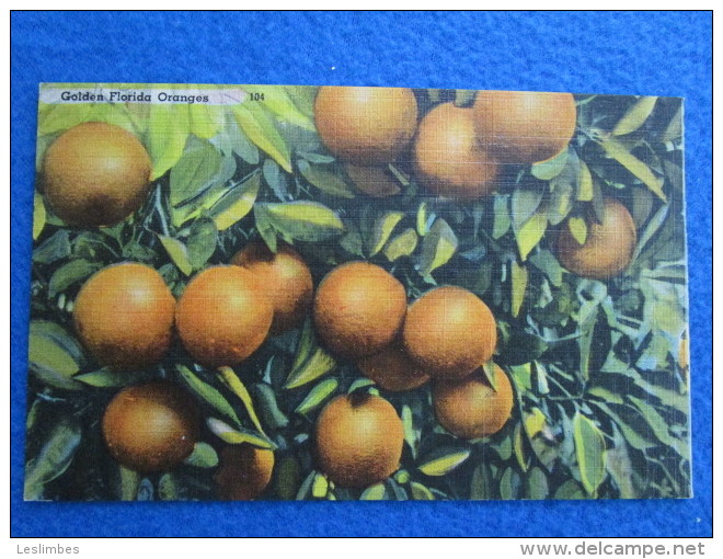 Golden Florida Oranges 104 - West Palm Beach