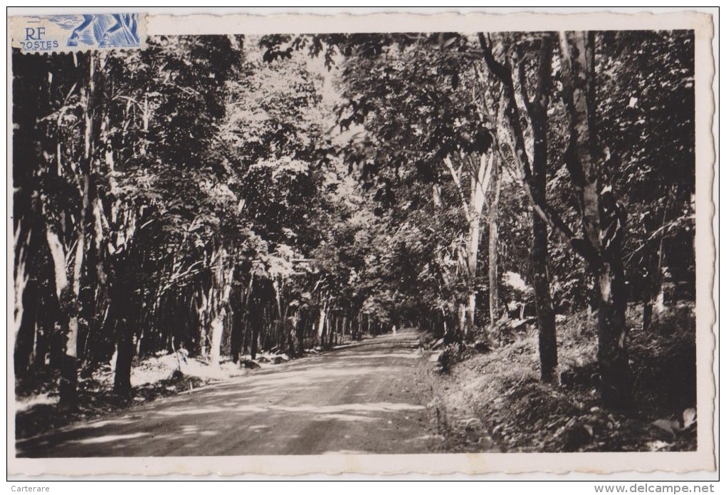 AFRIQUE CENTRALE,africa,CAMEROON, CAMEROUN,ancienne Colonie Allemande,plantation,HEVEAS,CAOUTCHOUC - Camerun