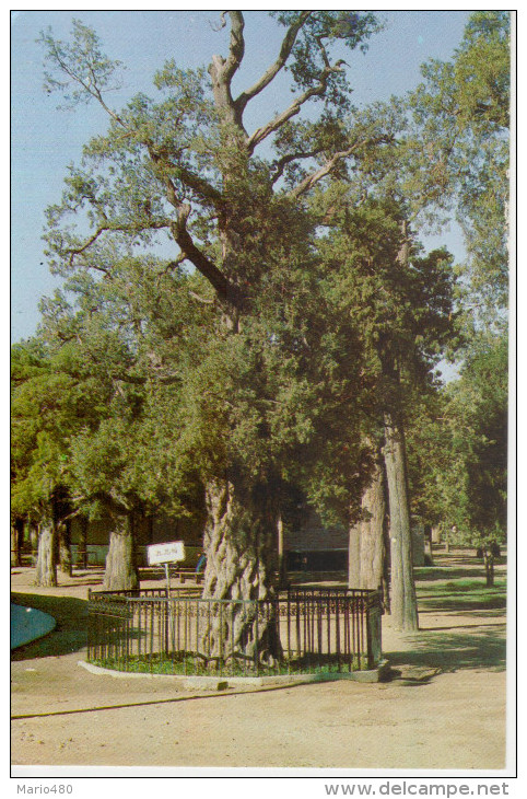 NINE  DRAGON   CYPRESS       (NUOVA) - China