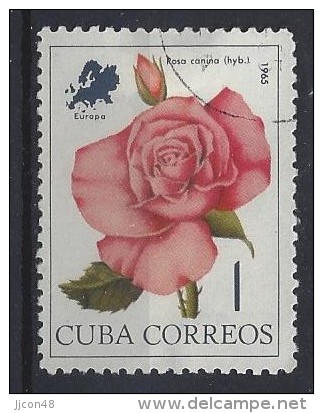 Cuba  1965  Flowers Of The World: Rose  1c  (o) - Oblitérés