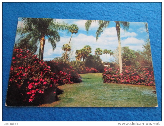 Colorful Azaleas And Stately Palms On Lake Ivanhoe, Orlando, Florida - Orlando