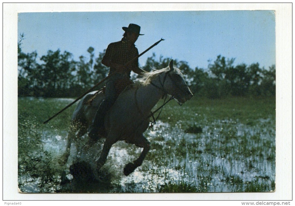 CP , ANIMAUX , CHEVAUX - Paarden