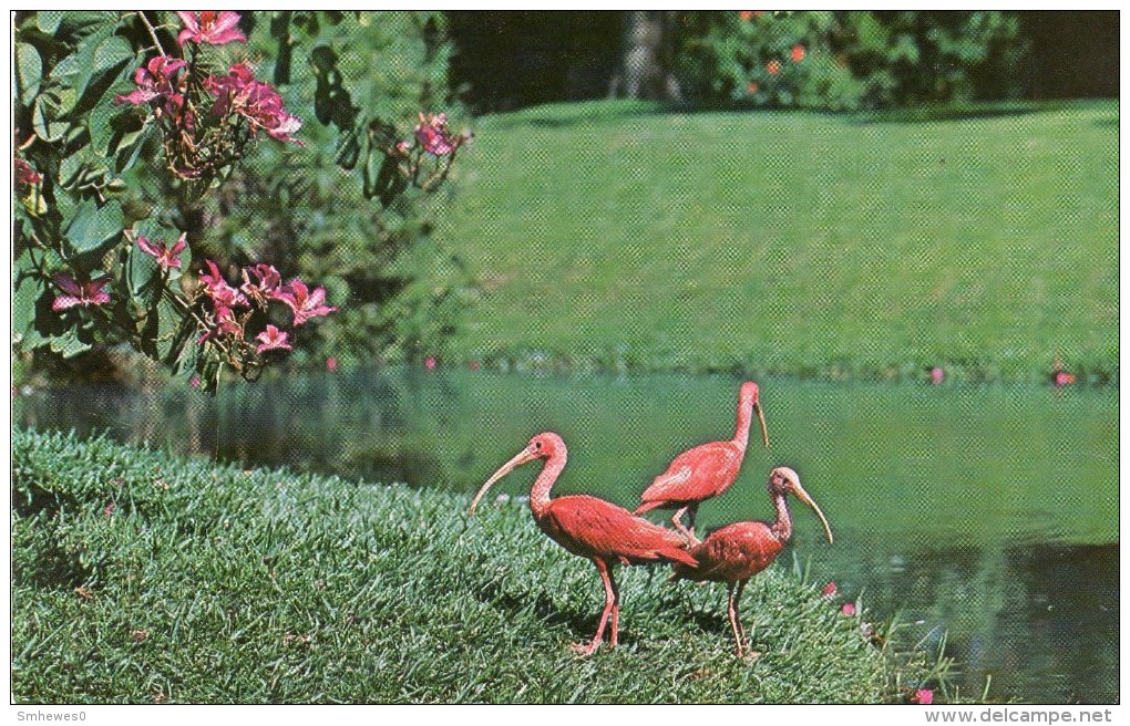 Postcard - Scarlet Ibis & Bauhinia Orchid Tree At Sarasota Jungle Gardens. FNC5288 - Birds