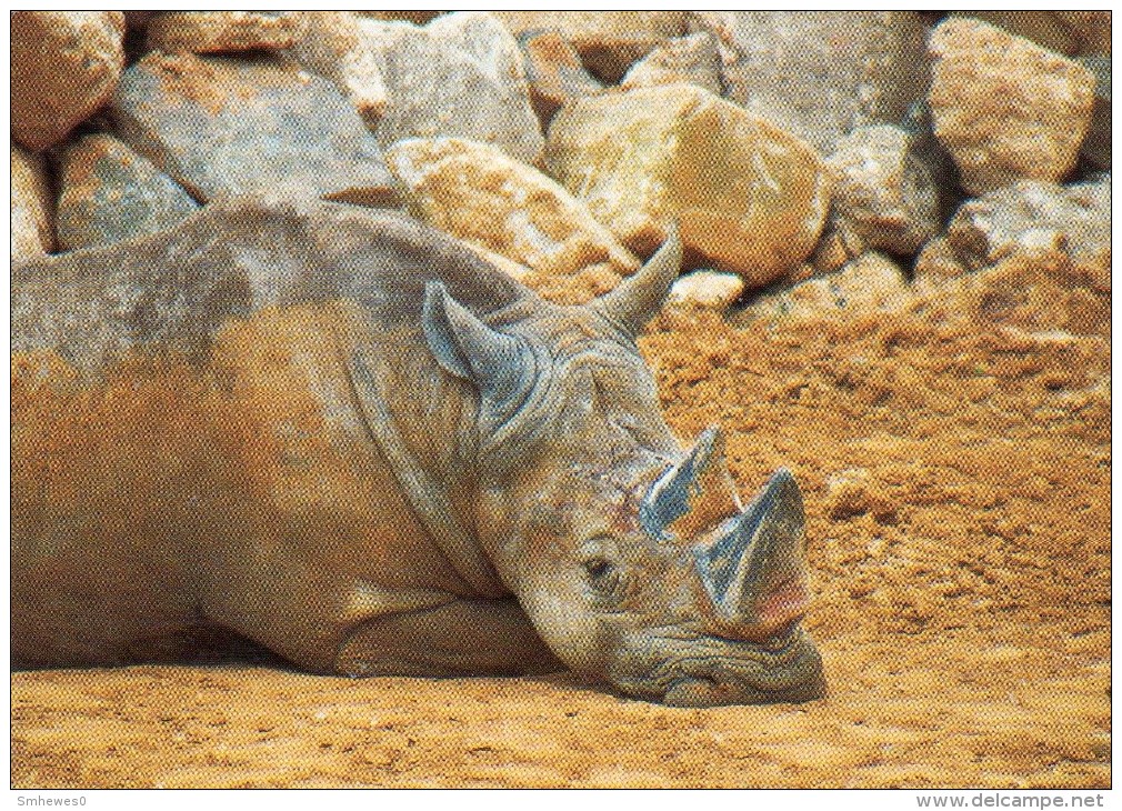 Postcard - White Rhinoceros At Colchester Zoo. B - Rhinoceros