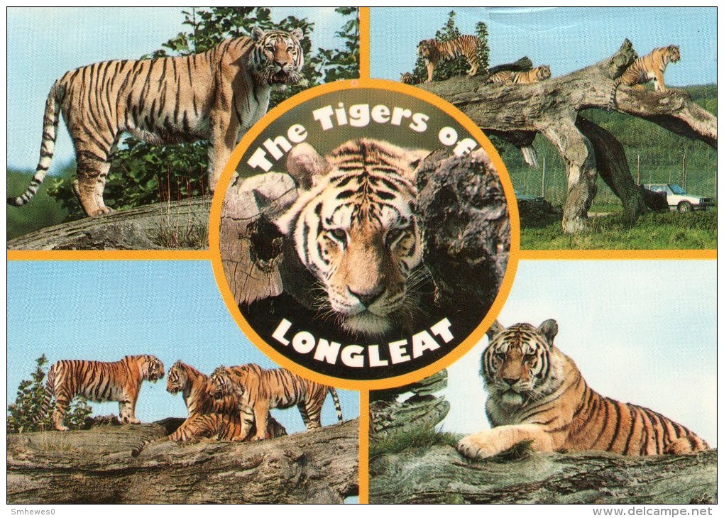 Postcard - Tigers At Longleat. 2EAT31 - Tigers