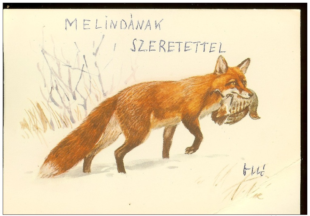 Postcard, Hungary, Noncirculated, Red Fox, Grafika Muray Robert - Autres & Non Classés