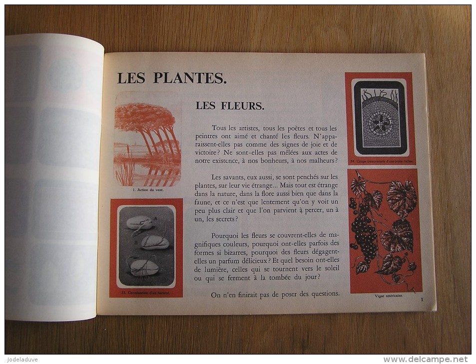 L' UNIVERS EN IMAGES Le Monde Des Plantes Hemma Album Chromos Complet Nature Vignettes Trading Card Vignette Chromo - Album & Cataloghi