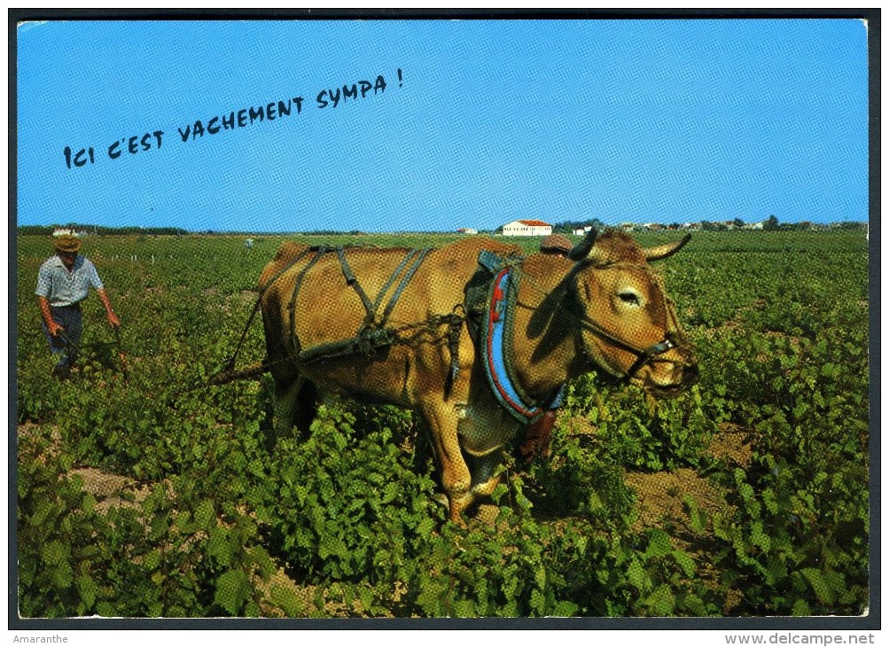CPM Vache - Humour "Ici C´est Vachement Sympa" - Vaches