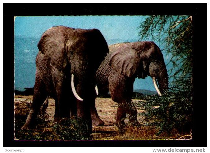 KENIA-TANZANIA-UGANDA 1974 Tea Factory Postcard Elephants Animals Animaux Faune Plants Drinks Boissons Italy Sp3241 - Plantes Médicinales