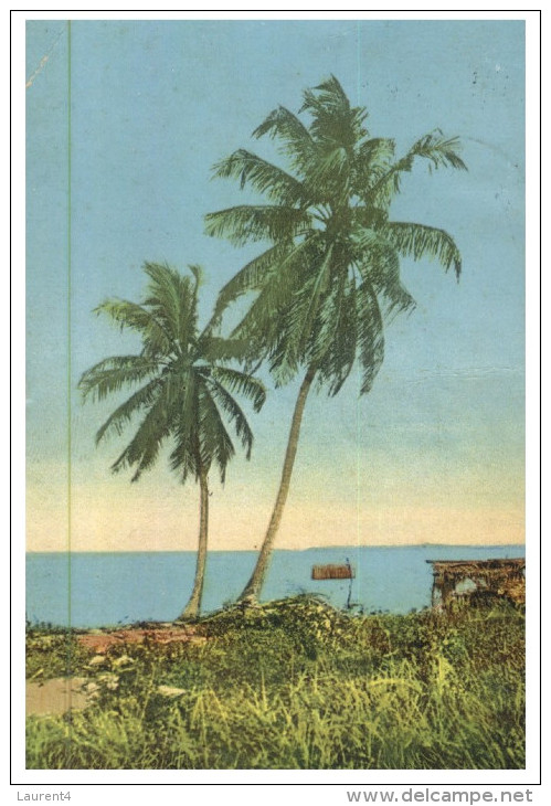 (1999 ORL) Very Old Postcard - Carte Ancienne - Sierra Leone ? (posted To England 1936) - Coconut Palms - Sierra Leone