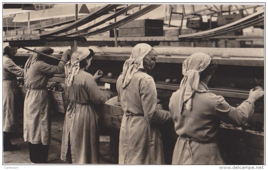 Carte Photo Usine Agriculture  Pays-bas,rotterdam,machin E A Trier Les Fruits ,rangement Dans Les Caisses(pommes) - Rotterdam