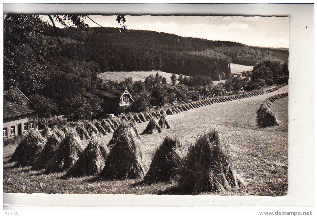 5530 GEROLSTEIN - KOPP Bei Birresborn, Waldpartie Mit Wochenendgebiet - Gerolstein