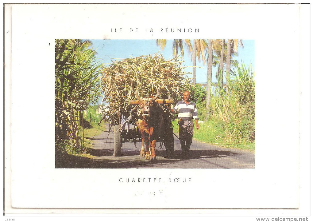 ILE DE LA REUNION   CHARETTE BOEUF - Wagengespanne