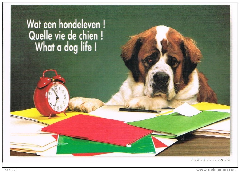 Saint Bernard : Quelle Vie De Chien ! - Wat Een Hondleven !  What A Dog Life! - Chiens