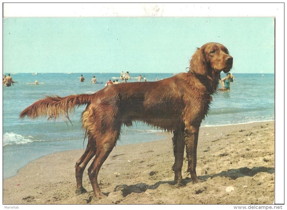CANE .VIAGGIATA -1970.FG.T1155 - Hunde