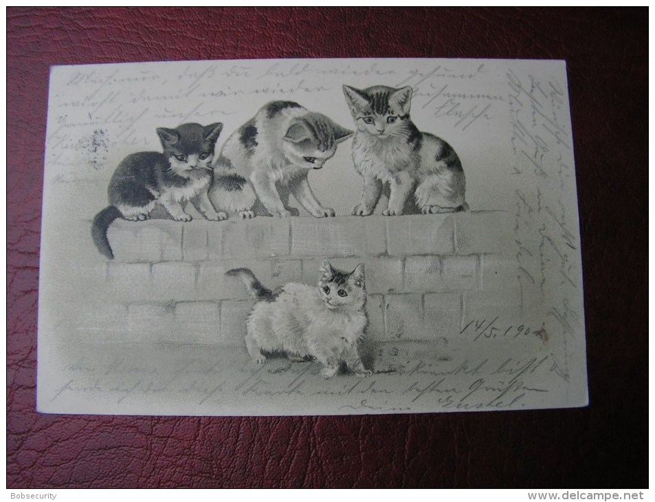 == Katzen Litho  Frankfurt 1901 - Cats