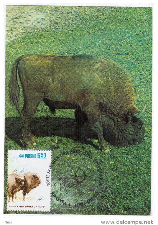 Poland 1987 Fauna Wisent Bison Animal Mammal Canceled In Krakow - Vacas