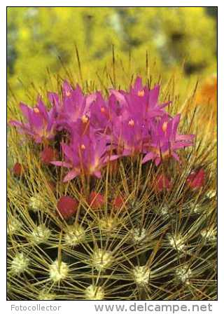 Fleurs De Cactus - Sukkulenten