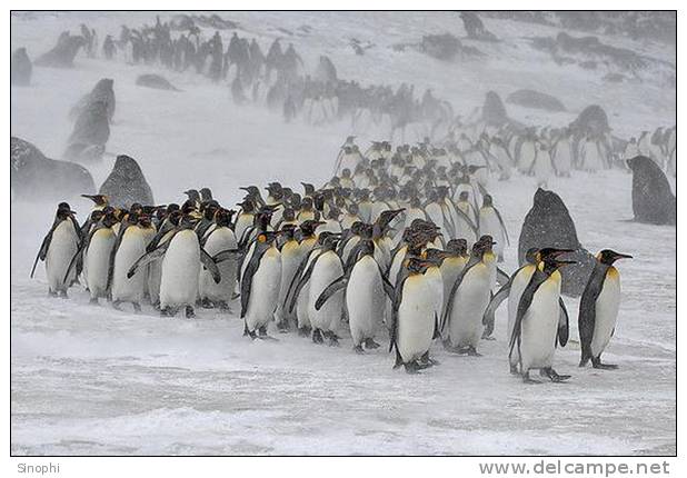 A63-67   @    Antarctica Polar Bird Penguins       , ( Postal Stationery , Articles Postaux ) - Pinguine