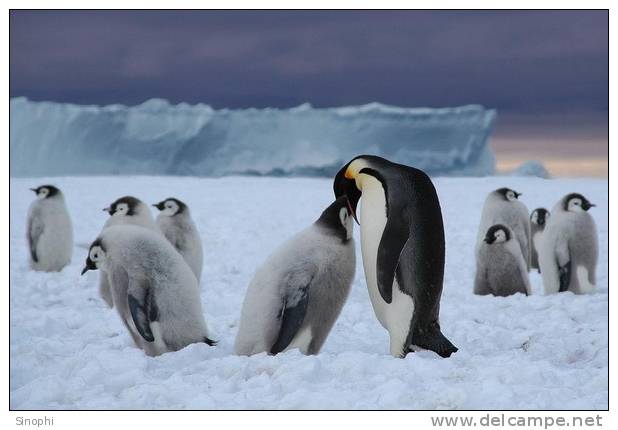 A63-79   @    Antarctica Polar Bird Penguins       , ( Postal Stationery , Articles Postaux ) - Pinguine