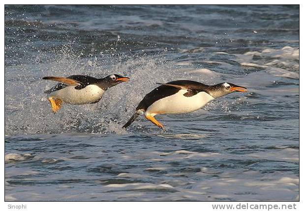 A63-70   @    Antarctica Polar Bird Penguins       , ( Postal Stationery , Articles Postaux ) - Pinguïns & Vetganzen