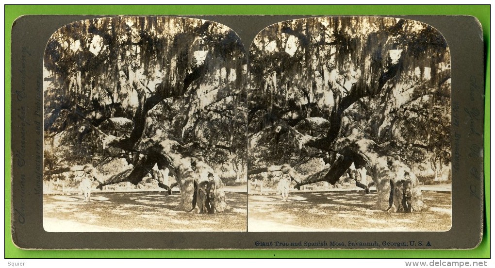 Savannah, Georgia, Giant Tree, American Stereo Co., - Photos Stéréoscopiques