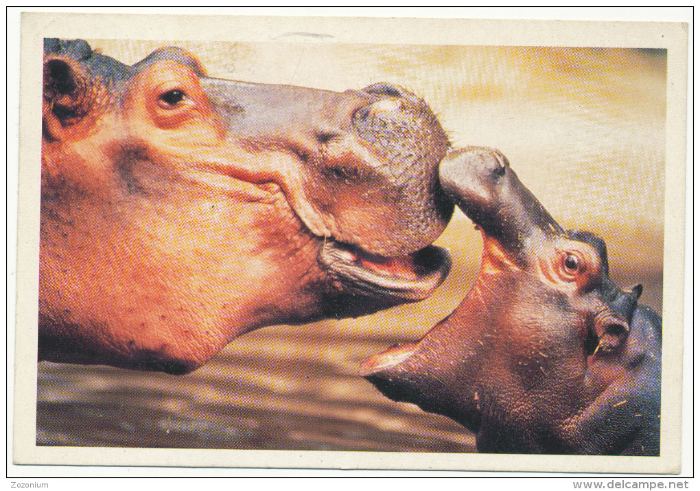 HIPPOPOTAMUS - BABY HIPPO - ANIMAL, Old Postcard - Hippopotames