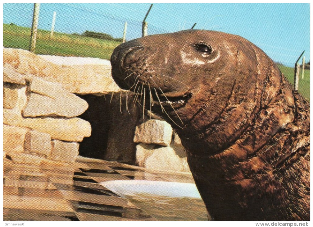 Postcard - Seal (Flipper) At Cornish Seal Sanctuary. A - Other & Unclassified