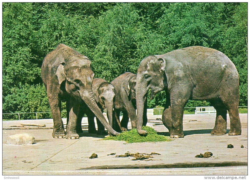 Postcard - Elephants At Aalborg Zoo. 13473-6 - Elephants