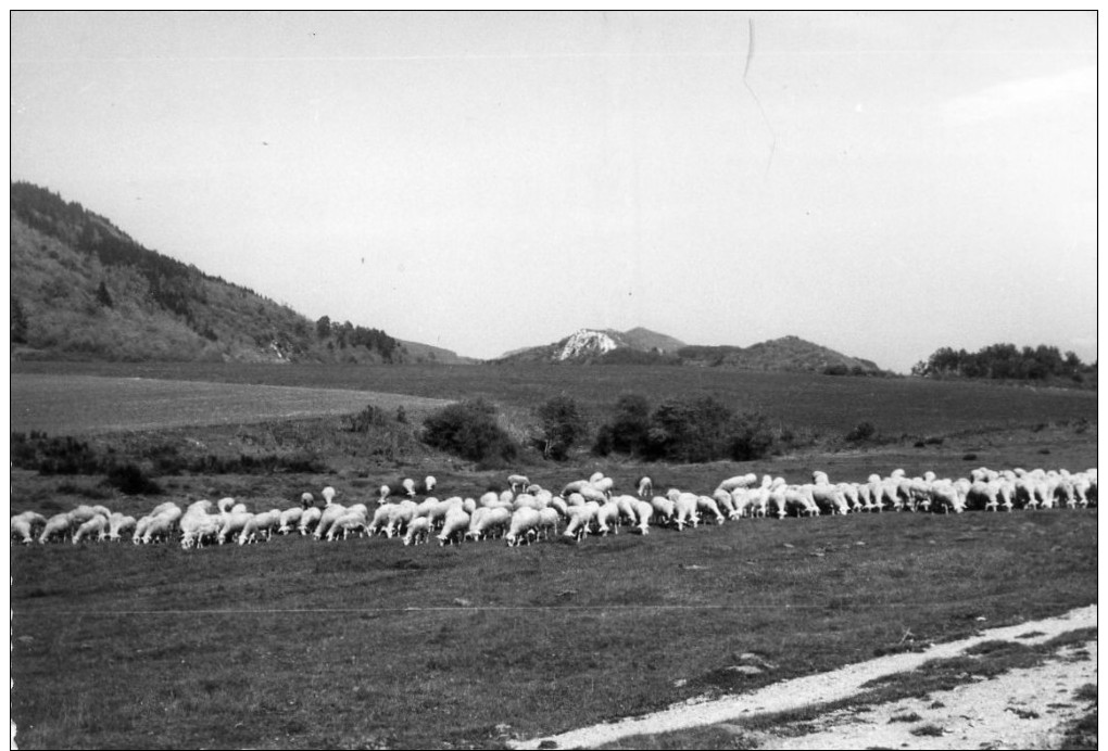 AUDE - 11-57  -  ESPEZEL  -  PATURAGE DANS LA FORET DE PICAUSSEL - Autres & Non Classés