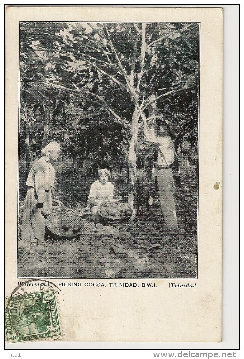 S2106- Picking Cocoa. Trinidad, B.W.I. - Trinidad