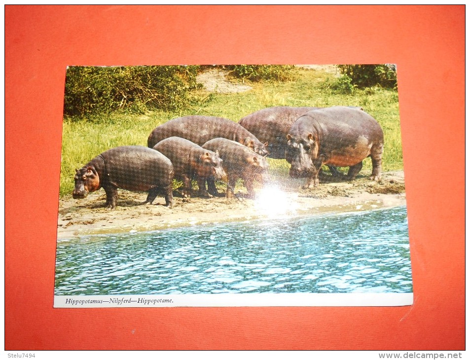 B624 Ippopotami Tanzania Viagg. - Hippopotamuses