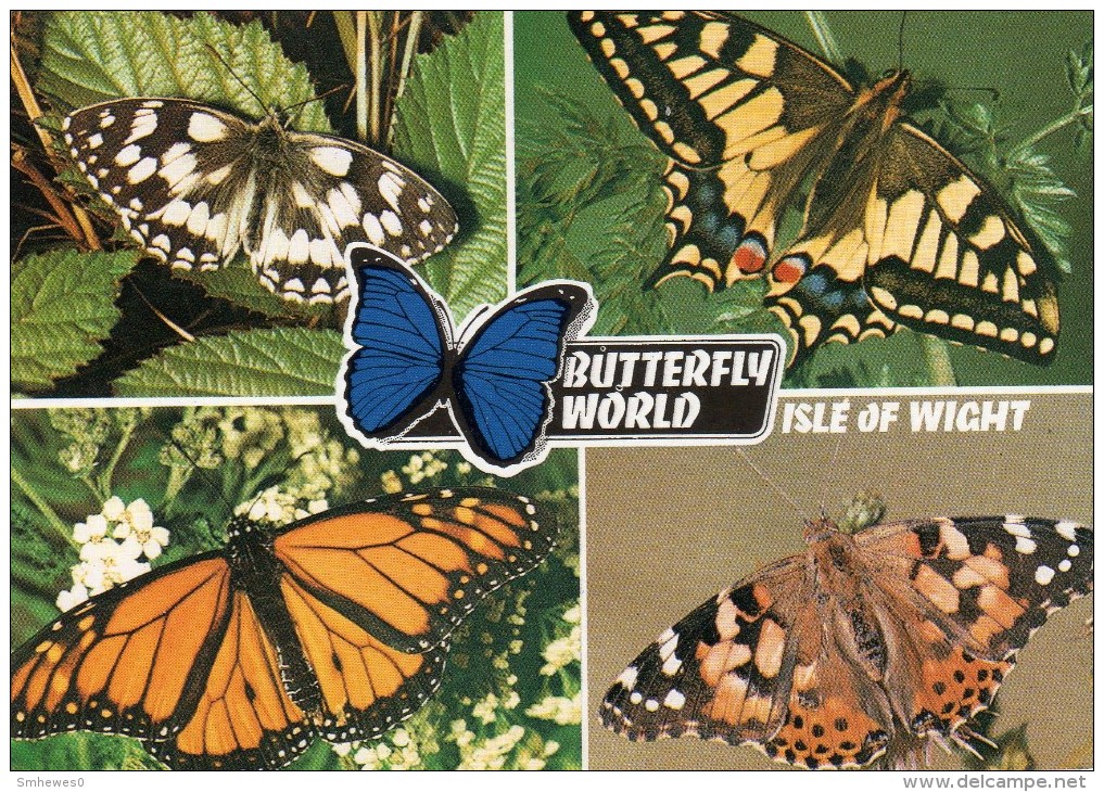 Postcard - Butterfly World, Isle Of Wight. L6/SP.9654 - Birds