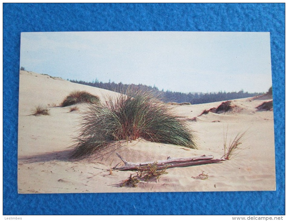 Sand Dunes. Oregon Coast. - Autres & Non Classés